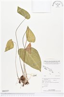 登錄號:BS02227藏品圖，第1張