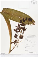 登錄號:BS02228藏品圖，第1張