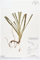 登錄號:BS02229藏品圖，第1張