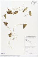 登錄號:BS02232藏品圖，第1張