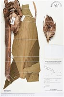 登錄號:BS02234藏品圖，第1張