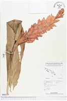 登錄號:BS02236藏品圖，第1張