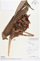 登錄號:BS02238藏品圖，第1張