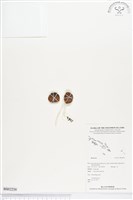 登錄號:BS02239藏品圖，第1張