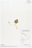 登錄號:BS02240藏品圖，第1張