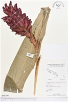 登錄號:BS02241藏品圖，第1張