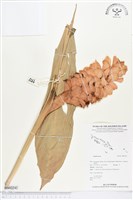 登錄號:BS02242藏品圖，第1張