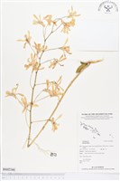 登錄號:BS02244藏品圖，第1張