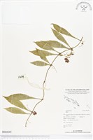 登錄號:BS02245藏品圖，第1張