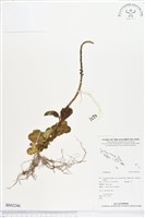 登錄號:BS02246藏品圖，第1張