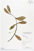 登錄號:BS02247藏品圖，第1張