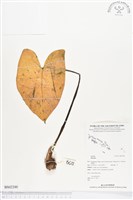 登錄號:BS02248藏品圖，第1張