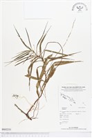 登錄號:BS02251藏品圖，第1張