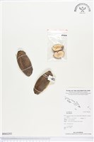 登錄號:BS02253藏品圖，第1張