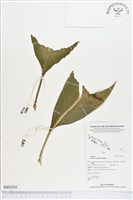 登錄號:BS02255藏品圖，第1張