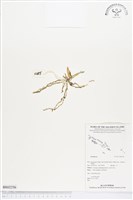 登錄號:BS02256藏品圖，第1張