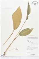 登錄號:BS02257藏品圖，第1張