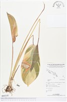 登錄號:BS02258藏品圖，第1張