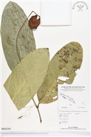 登錄號:BS02259藏品圖，第1張