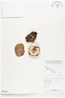 登錄號:BS02261藏品圖，第1張