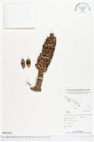 登錄號:BS02262藏品圖，第1張