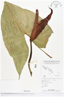 登錄號:BS02263藏品圖，第1張