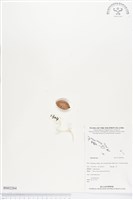 登錄號:BS02264藏品圖，第1張