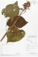 登錄號:BS02265藏品圖，第1張