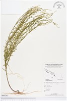 圓錐花遠志藏品圖，第1張