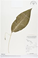 登錄號:BS02269藏品圖，第1張