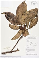 登錄號:BS02271藏品圖，第1張