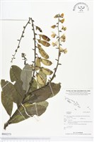 登錄號:BS02273藏品圖，第1張