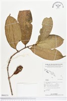 登錄號:BS02275藏品圖，第1張