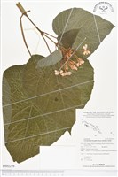 龍船花藏品圖，第1張