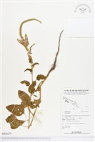 登錄號:BS02278藏品圖，第1張