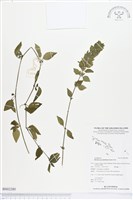 賽山藍藏品圖，第1張