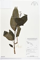 登錄號:BS02282藏品圖，第1張