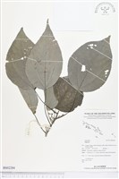 登錄號:BS02284藏品圖，第1張