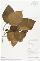 登錄號:BS02285藏品圖，第1張