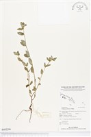 飛揚草藏品圖，第1張