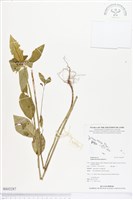 白苞猩猩草藏品圖，第1張