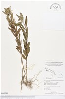 金午時花藏品圖，第1張