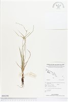 登錄號:BS02290藏品圖，第1張