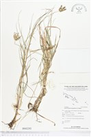 龍爪茅藏品圖，第1張