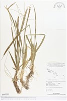 兩耳草藏品圖，第1張