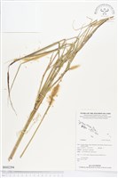 登錄號:BS02294藏品圖，第1張