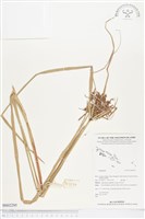 登錄號:BS02295藏品圖，第1張