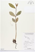 瓊崖海棠、胡桐藏品圖，第1張