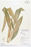 紅花月桃藏品圖，第1張