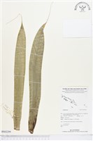 登錄號:BS02299藏品圖，第1張